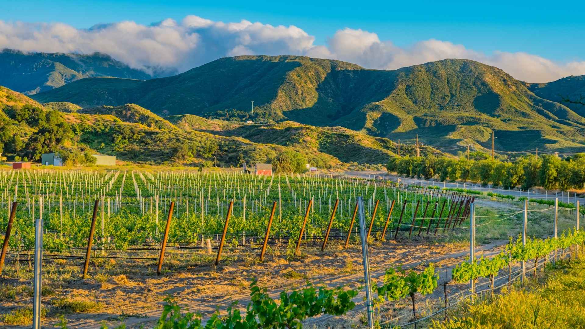 wine country